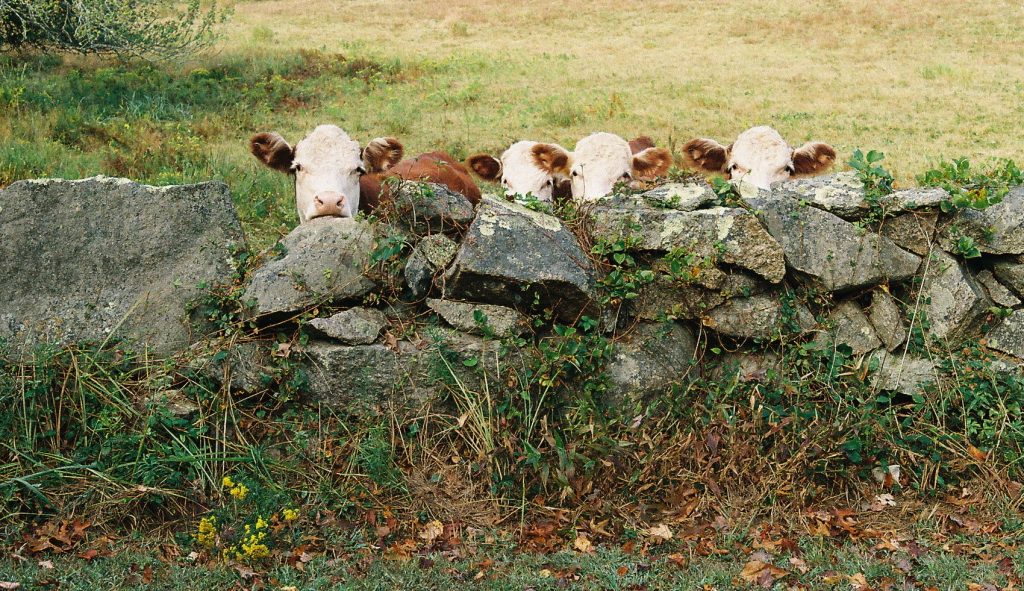 Photo of cows looking over a stone wall